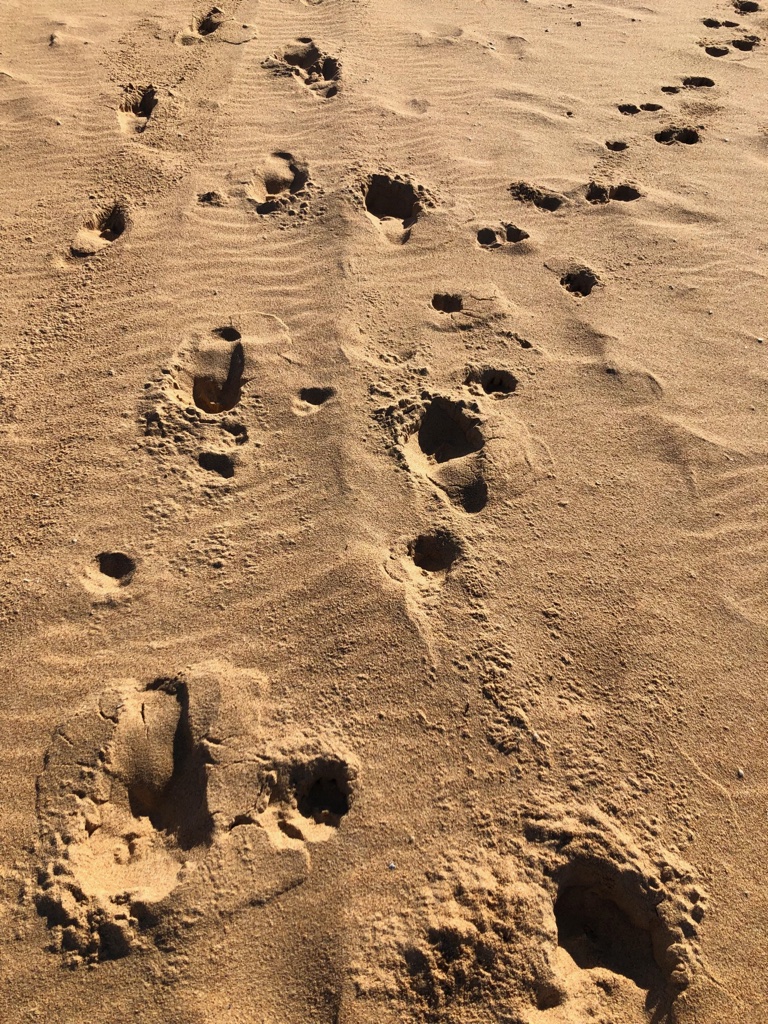 Dog's foot prints at the beach